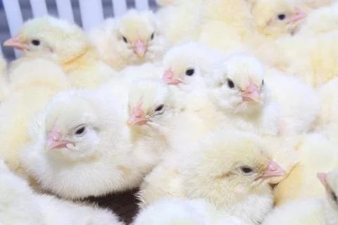 Young chickens Stock Photos