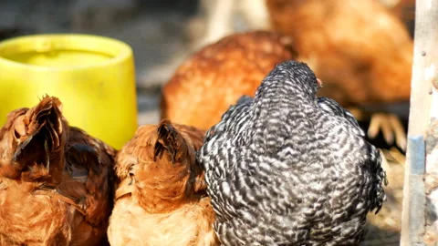 Young chickens in the rural yard Stock Footage 106933303