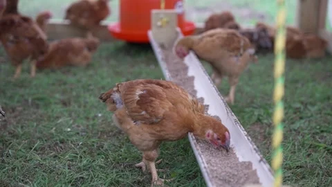 Young Chickens in a Tractor Eating Stock Footage 276251503