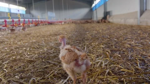 Young chickens walk in a covered chicken coop, Gers, France Stock Footage 344265371