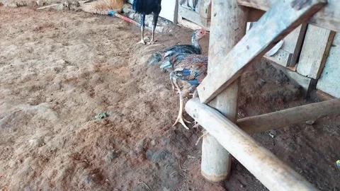 Young Chickens Walking and Foraging on Dirt Floor in Farm, FHD Wide Shot Video stock 319464064
