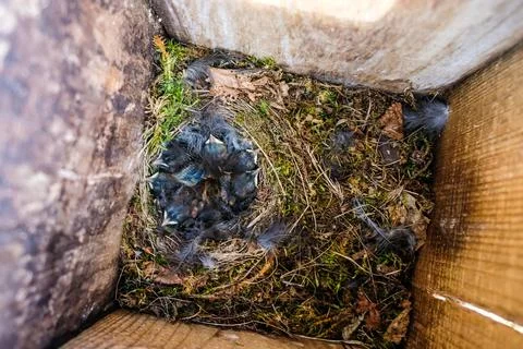 Young chicks of common redstart, Phoenicurus phoenicurus, in a birdcage Stock Photos
