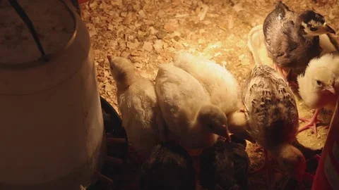 Young Chicks Farm Vídeo Stock 344866359