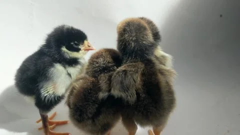 Young chicks Stock Footage 297376877