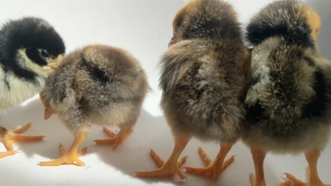 Young chicks Stock Footage 297376895