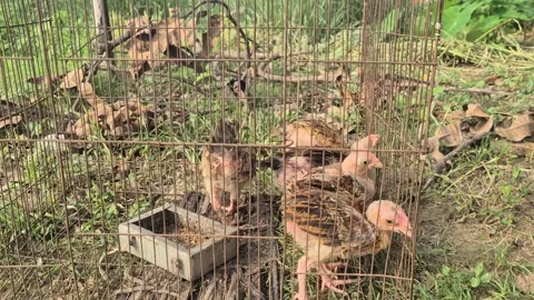 Young Chicks Kept In Metal Wire Cage Outdoor Backyard Poultry Farm Video Video stock 343629459