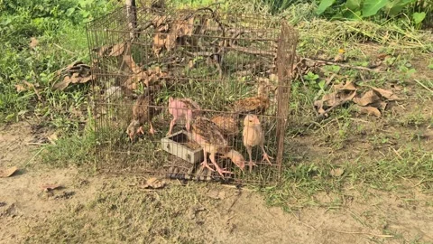 Young Chicks Kept In Wire Cage Outdoor Backyard Poultry Farm Video Video stock 343629428