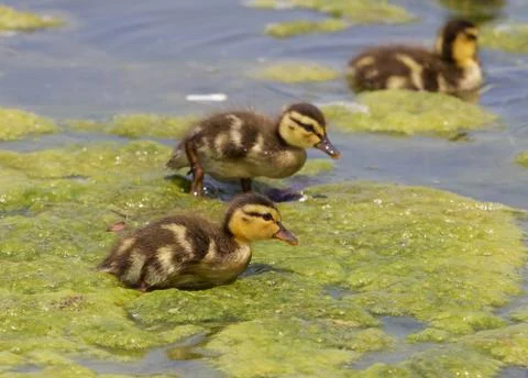 Young chicks of the mallards Stock Photos