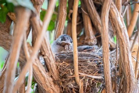 Young chicks resting at nest from flat angle at day Stockfoto's
