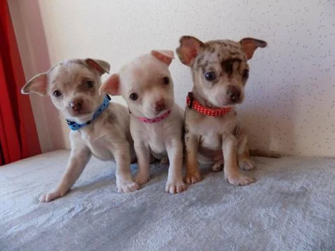 Young Chihuahua Triplets Stock Photos