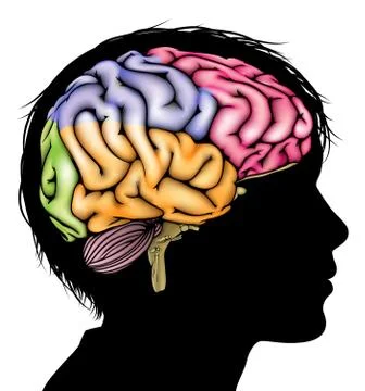 Young child brain concept Stock Illustration
