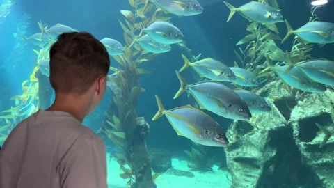 A young child captivated and enchanted by the vibrant colors of the aquarium Stock Footage 318274464