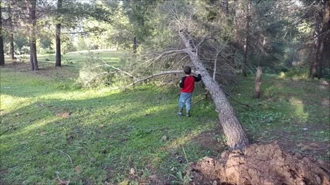 Young Child Comforting a Fallen Tree - Environmental Concept Stock Footage 333531040