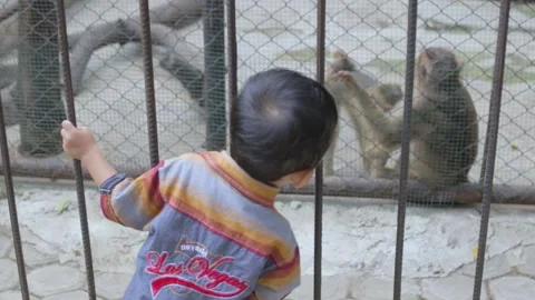 The young child is curious about two cute monkeys at the zoo Stock Footage 249655429