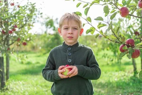 Young Child Eats the Apple in the Orchard at Harvesting. Small Toddler Boy Stock Photos