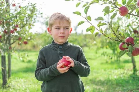 Young Child Eats the Apple in the Orchard at Harvesting. Small Toddler Boy Stock Photos