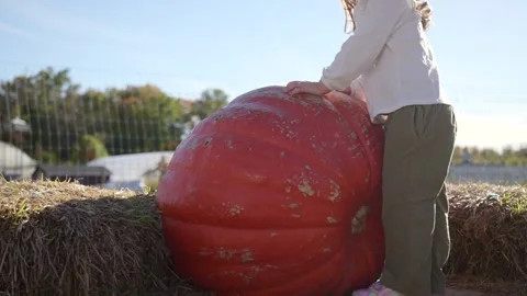 Young child explores an oversized pumpkin Stock Footage 348696132