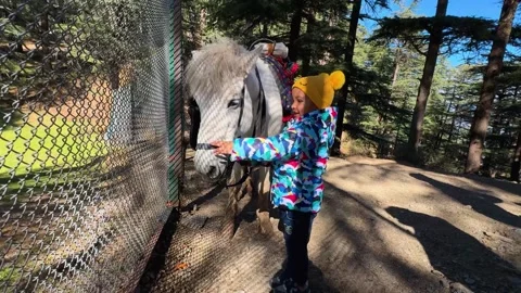 Young child interacting with white pony in forest park during winter holiday Stock Footage 336441031