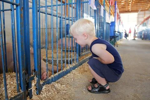 Young child looking at pig at county fair Stock Photos