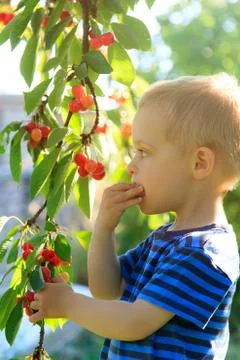 Young child picking up cherries from the tree. Stock Photos
