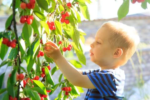Young child picking up cherries from the tree. Stock Photos