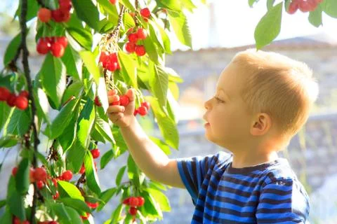 Young child picking up cherries from the tree. Stock Photos
