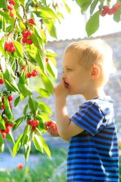 Young child picking up cherries from the tree. Stock Photos