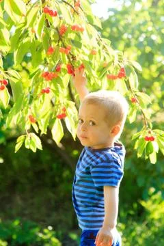 Young child picking up cherries from the tree. Stock Photos