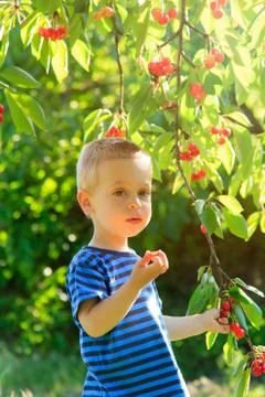 Young child picking up cherries from the tree. Stock Photos