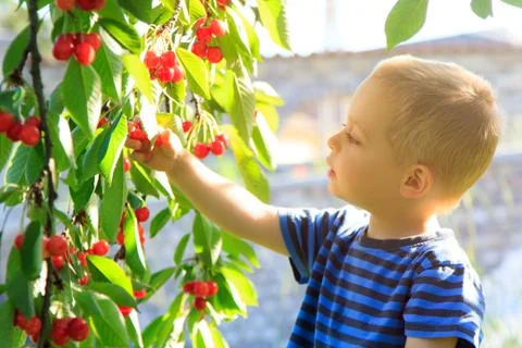 Young child picking up cherries from the tree. Stock Photos