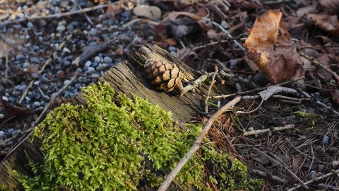 Young child picking up pine cone from the forest ground Stock Footage 129007291