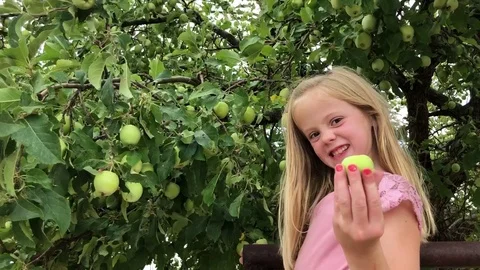 Young child picks apples from tree HD Video stock 95952959