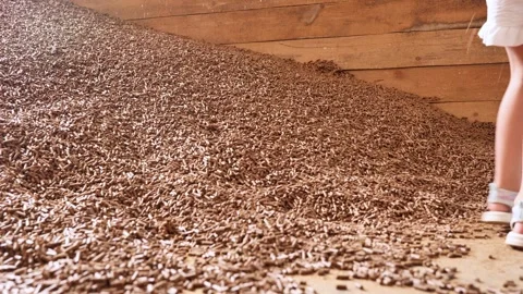 Young child playing with animal feed pellets on a farm, learning about Stock Footage 346221073