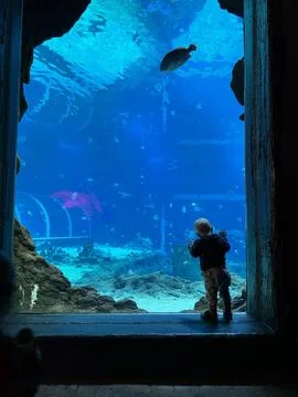 A young child is standing in front of a window, looking at a fish tank. Stock Photos
