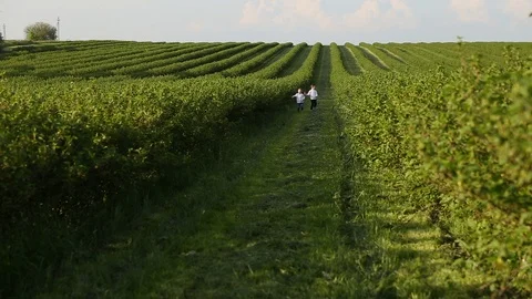 Young children in a field Stock Footage 108301318