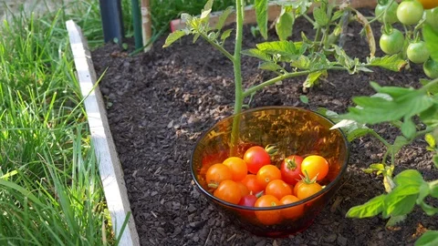 Young children hands picking a glass bowl full of red and orange ripe tomatoes Stock Footage 112735491
