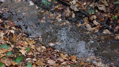 Young children walking in a shallow stream in autumn. Close up. Stock Footage 168603972