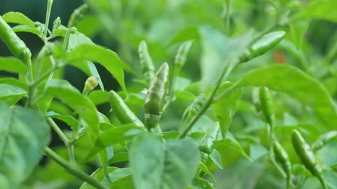 Young chili on the tree Stock Footage 96993432