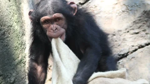 Young Chimp Playing with Blanket Stock-Footage 54907653