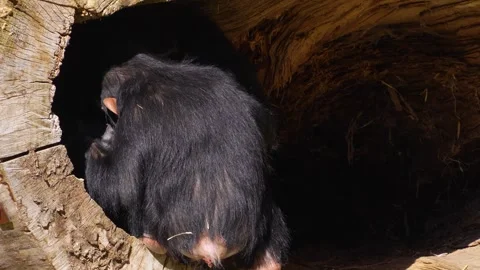 Young Chimpanzee monkey eating Stock Footage 274573216