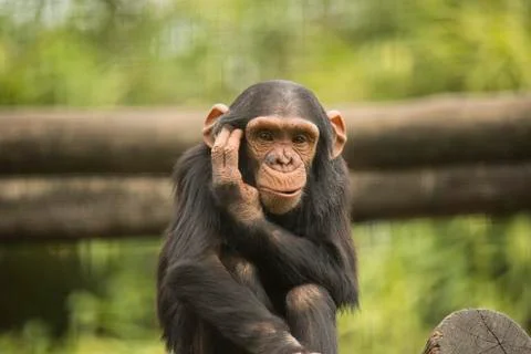 Young chimpanzee Stock Photos