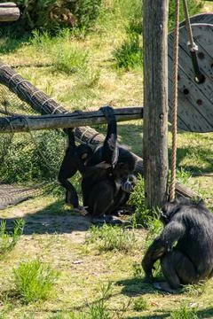 Young Chimpanzee Stock Photos