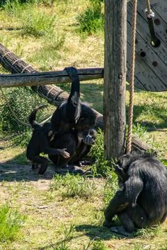 Young Chimpanzee Foto stock