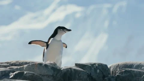 Young Chinstrap Penguin Flaps Flippers on Rocky Perch Against Sky Stock Footage 340414432
