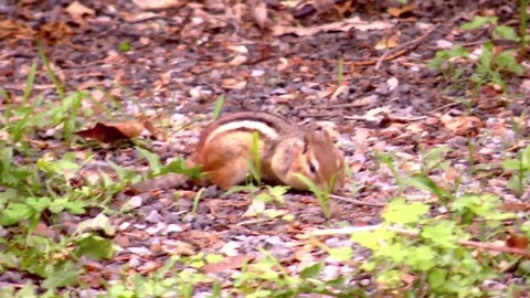 Young Chipmunk in the garden Video stock 76814957