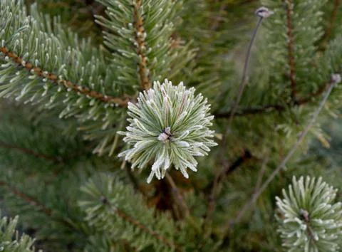 Young Christmas tree, bordered by a white frost, macro. 스톡 사진