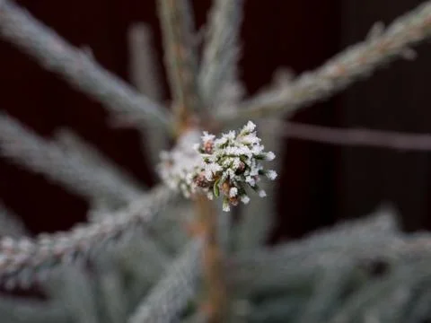 Young Christmas tree, bordered by a white frost, macro. Stock Photos