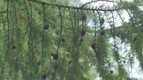 Young Christmas Tree Cones Stock Footage 89446890