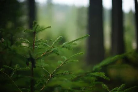 Young Christmas tree in the forest. Background with soft focus Stock Photos