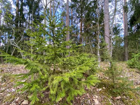 A young Christmas tree grows in the forest against the background of old trees Stock Photos